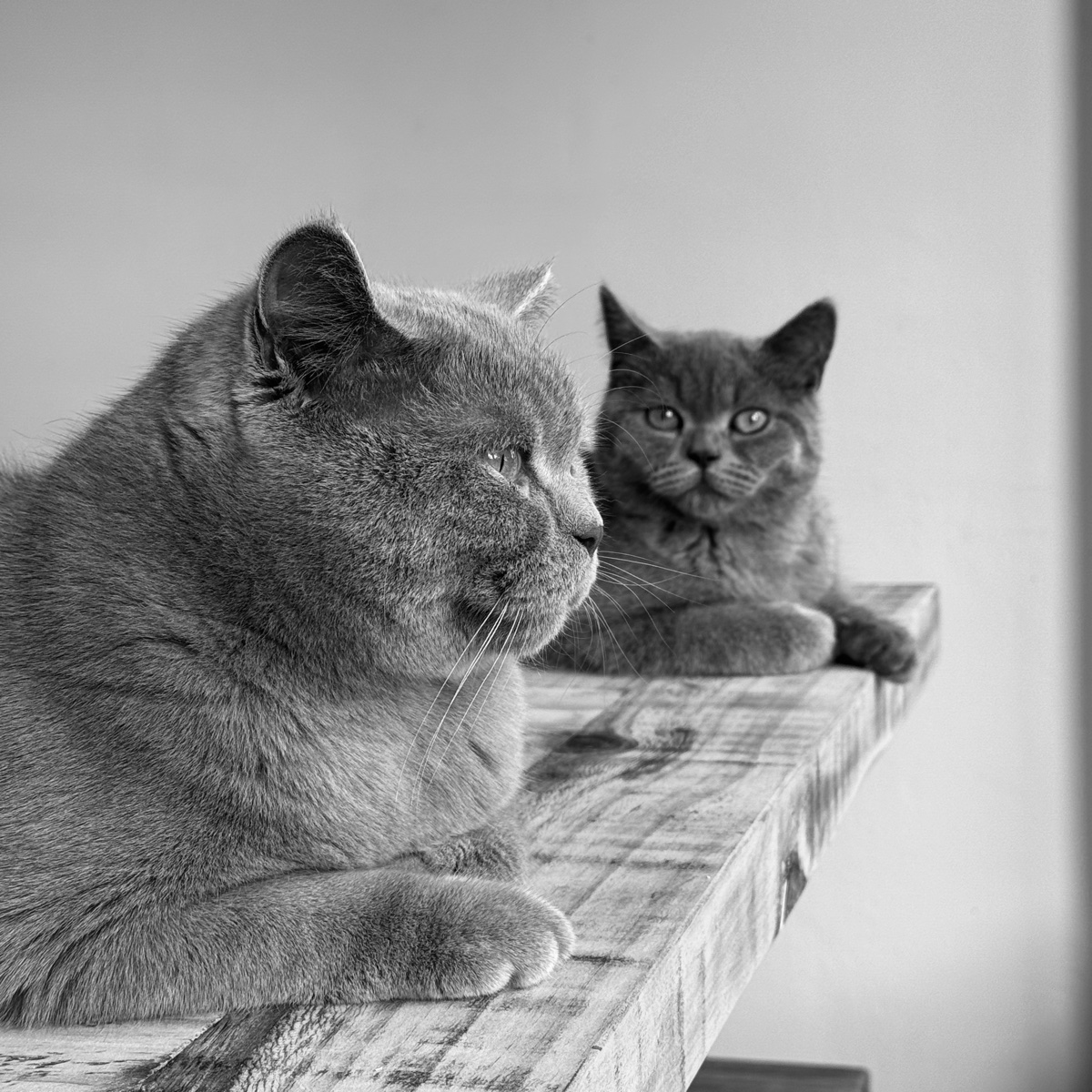Bertie & Hughie